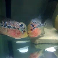 فلاوررددراگون|ماهی|سقز, |دیوار