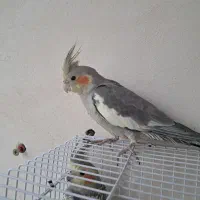 عروس هلندی|پرنده|درگز, |دیوار