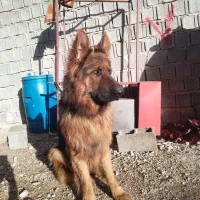 سگ ژرمن شپرد