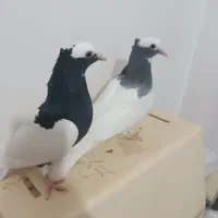 زیر خاکی   طوق سبز و سیاه بینظیر|پرنده|صدرا-فارس, فاز ۱|دیوار