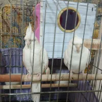 عروس هلندی جفت