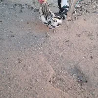 خروس گلین|حیوانات مزرعه|شهریار, کرد امیر|دیوار