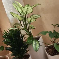 گل به همراه گلدان|گل و گیاه طبیعی|رشت, کوی مهر|دیوار