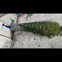 طاووس هندی مولد