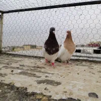 کبوتر|پرنده|شاهینشهر, پارک بانک استان|دیوار