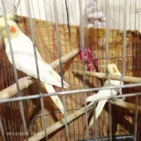 سه تا عروس طوطی طوسی و لوتینو اهلی