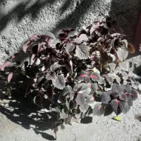 گل حسن یوسف