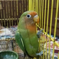 طوطی برزیلی|پرنده|خرمشهر, |دیوار