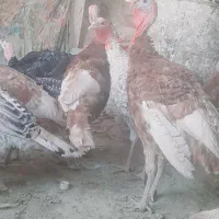 بوقلمون بوربون ومحلی|حیوانات مزرعه|همدان, |دیوار