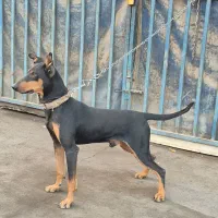 سگ دوبرمن خالص|سگ|کرمان, |دیوار