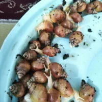 حلزون  ۳الی ۴سانت دونه۵۰