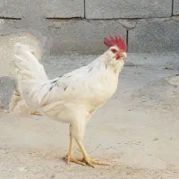خروس گلین
