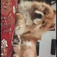 سگ چاوچاو