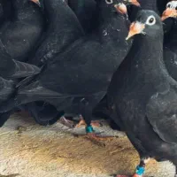 پرندا