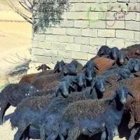 توخلی ماده قره قزل موقعیت زنجان|حیوانات مزرعه|بروجرد, |دیوار