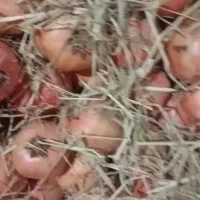 فروش انار خس|عمده‌فروشی|کوهمره, |دیوار