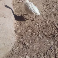 جوجه بوقلمون وجوجه مرغ کاکلی|حیوانات مزرعه|خواف, |دیوار