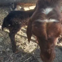 بره|حیوانات مزرعه|اصفهان, ارغوانیه|دیوار