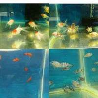 ماهی آکواریوم کالر زبرااسکار پرت مولی آنجل تترا کت|ماهی|تهران, جلیلی|دیوار