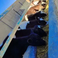 15راس گوساله نر و ماده درجه یک