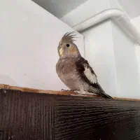 عروس هلندی|پرنده|رشت, باهنر|دیوار