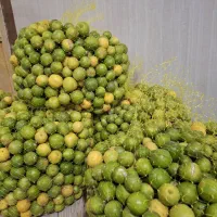 لیمو درجه یک