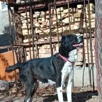 واگذاری سگ افغان نر