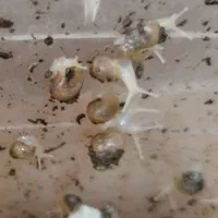 حلزون آفریقایی