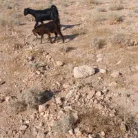 بز ابستن با کهره