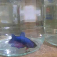 بتا ماده شکم پر|ماهی|زاهدان, |دیوار