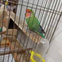 طوطی برزیلی نر خوشگل و خوش رنگ قشنگ میخونه|پرنده|تهران, شهرک طالقانی|دیوار