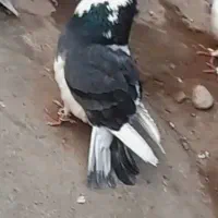 شازده