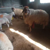 ورن سنجابی|حیوانات مزرعه|سرپل ذهاب, |دیوار