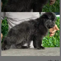 ژرمن بلک اصیل وشیبدار