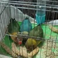 کوتوله برزیلی فیشر|پرنده|جهرم, |دیوار