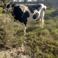 گاو ماده|حیوانات مزرعه|قلعه قاضی, |دیوار