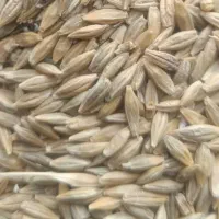 فروش ۶تن جو بش محلی
