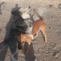سگ هاسکی سن یک سال
