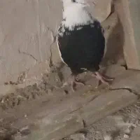 ۳ تا کفتر خوب