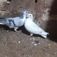 کبوتر ۴تاش ۱۳۰۰