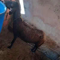 گوسفند