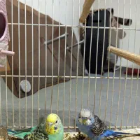 دو عدد مرغ عشق فروشی|پرنده|فردوس (خراسان), |دیوار