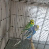 مرغ عشق رینبو|پرنده|قم, نخودی|دیوار