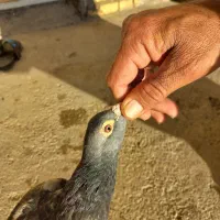 کبوتر|حیوانات|اهواز, کوی طلاب|دیوار