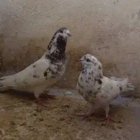 یه جفت کفتر ناب|پرنده|مشکین‌دشت, |دیوار