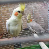 عروس هلندی|پرنده|تهران, صادقیه|دیوار