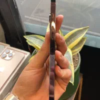 iphone 14 pro max|موبایل|رشت, منظریه|دیوار