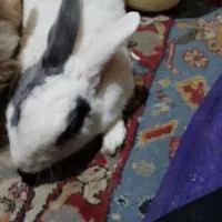 خرگوش نروماده جفت