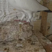 کبوتر|پرنده|ریگان, |دیوار