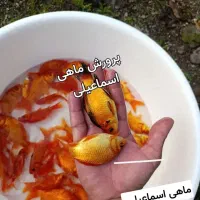 ماهی قرمز|ماهی|قم, کلهری|دیوار